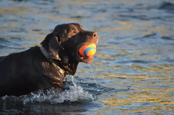 拉布拉多洗澡用什么沐浴露?怎么挑选?