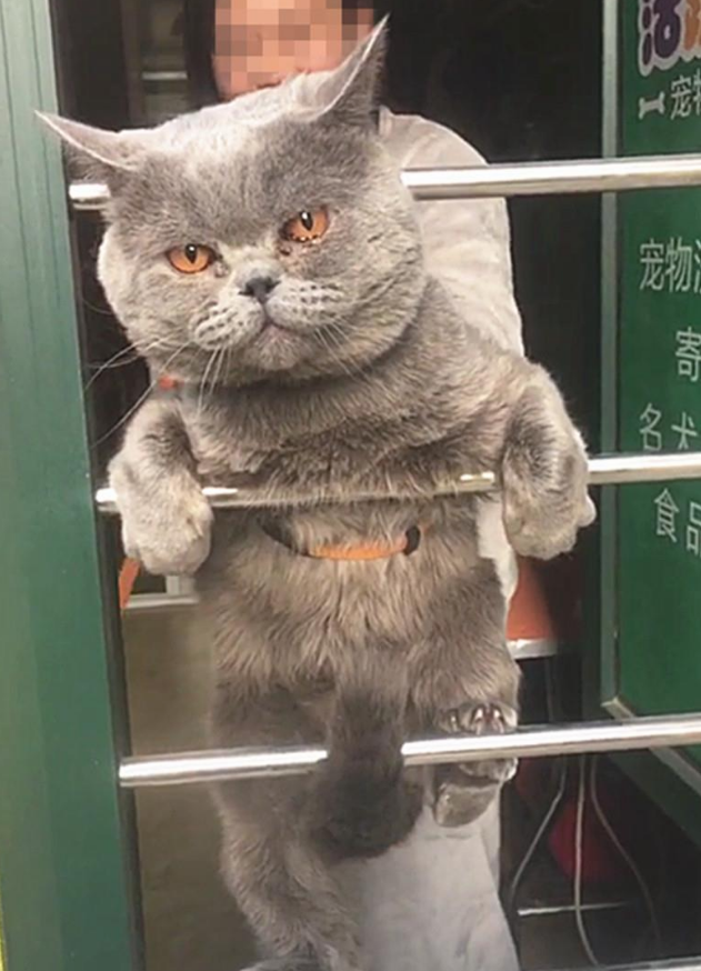 一只逃跑被抓回来洗澡的猫:我和我最后的倔强,握紧爪子绝对不放