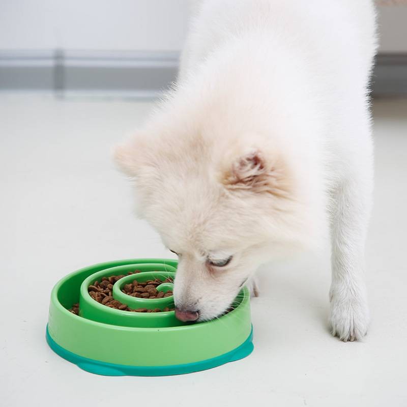 狗狗胃扭转的症状与原因