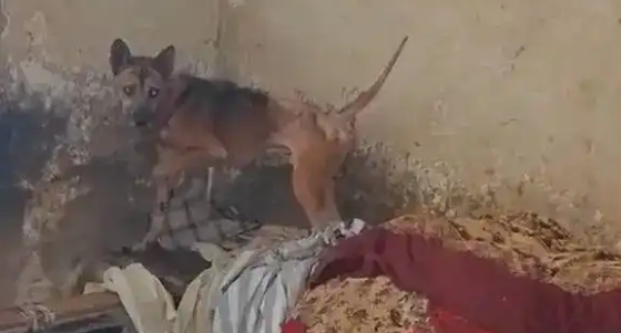 重庆一独居老人去世多日,小狗守在家中瘦成皮包骨