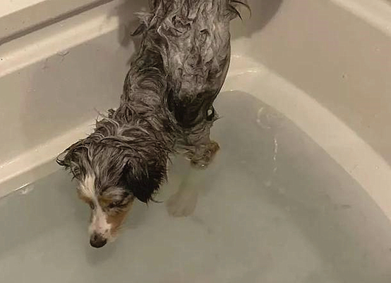 狗狗想要相互配合主人家洗澡,可是不可以弄湿它的臀部,它是有多昂贵呀!