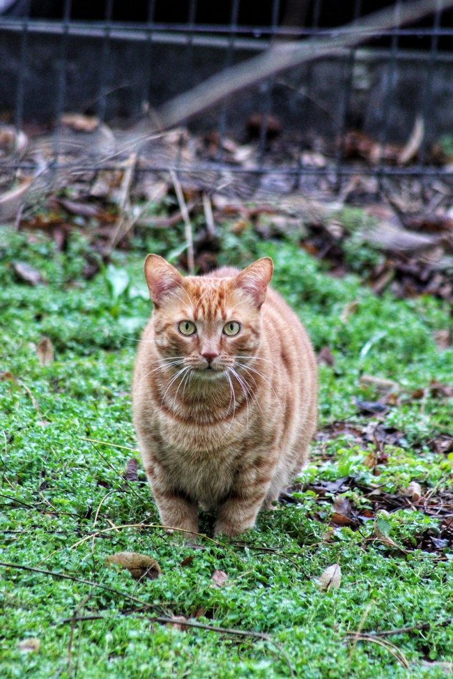 可爱肥胖狸花猫图片