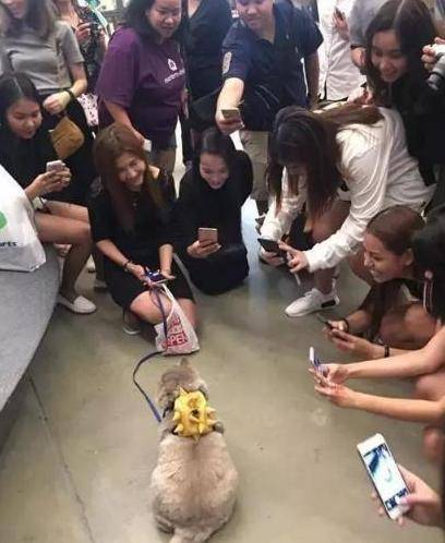 女主带胖猫逛街,遭路人围堵拍照,回家洗澡后笑喷:汤姆猫再世