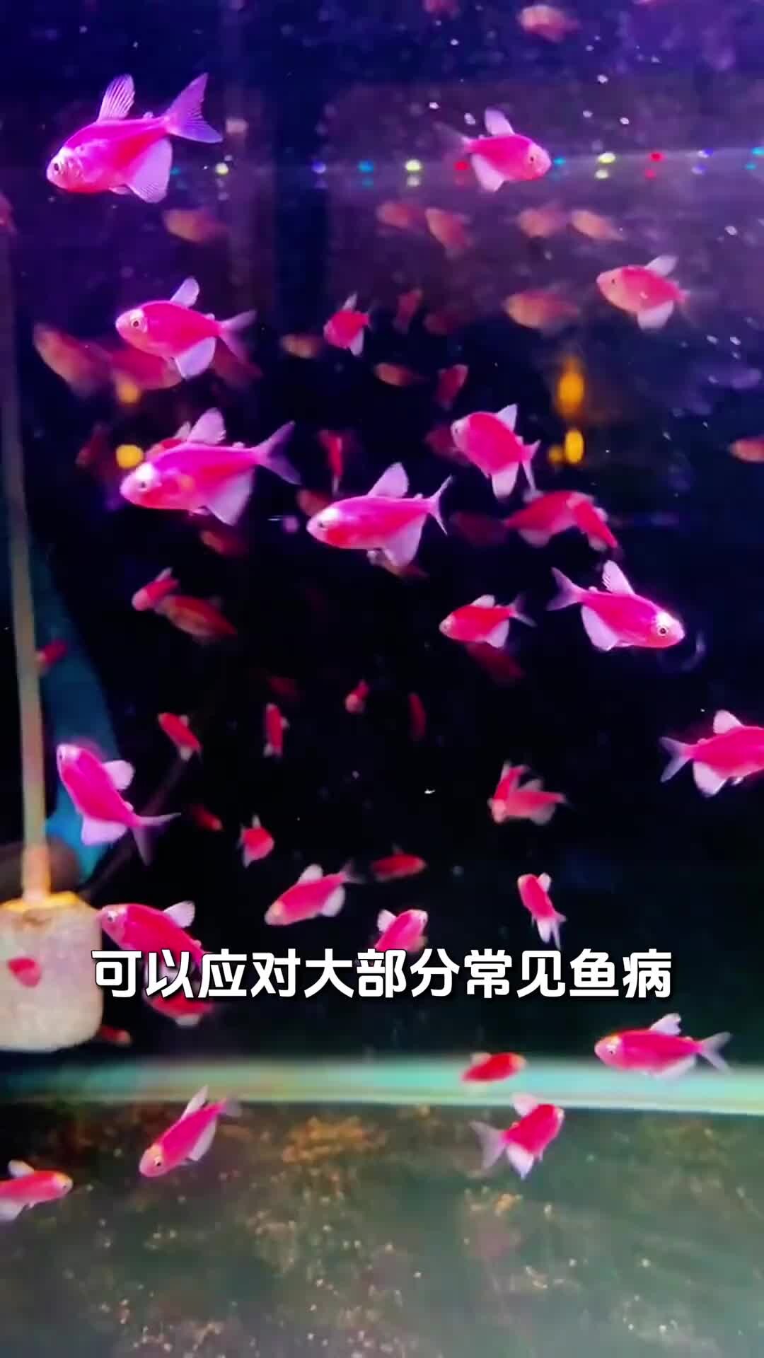 养鱼老三样，换水升温下盐该如何正确使用！