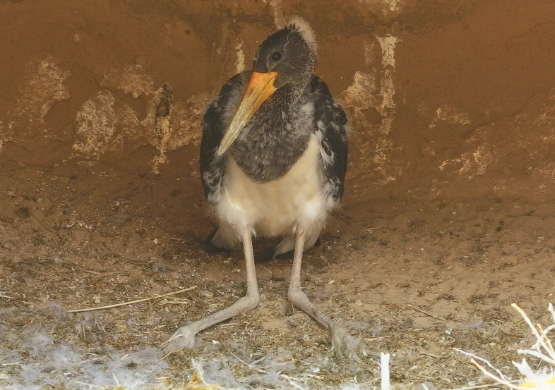 内蒙古喀喇沁旗锡伯河流域迎来黑鹳栖息