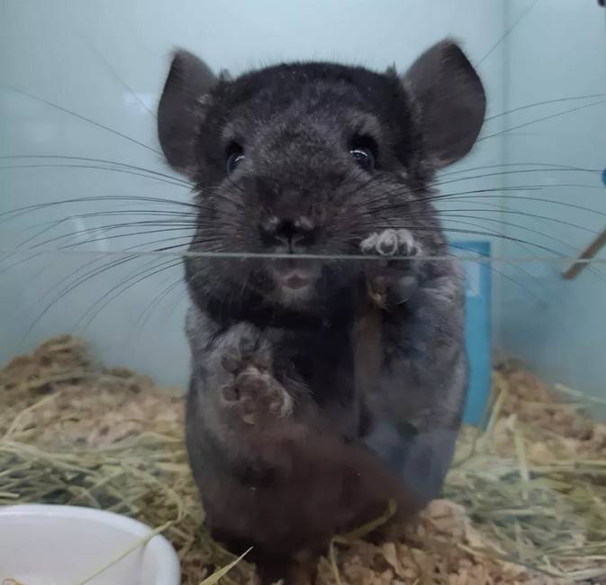 纯黑龙猫Homozygous Ebony Chinchilla,带有两对黑色对偶基因的龙猫被称为Homozygous Ebony(纯黑色),它们完全不带其它颜色的杂毛,黑到连眼睛都找不到在哪里,而毛质有明显的闪亮的光泽。纯黑色比全黑色珍贵很多,而Charoal则是另一纯黑的称呼,解作黑炭色,同是很黑的龙猫的名称,和纯黑相似,但明显分别是黑炭的毛没有明显的闪亮的光泽。