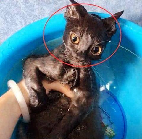 女友给猫咪洗澡,突然听到一声尖叫,过去一看傻眼了