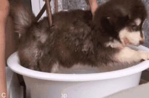 小阿拉斯加不想洗澡,直接放躺耍赖,主人可不会给它这个机会