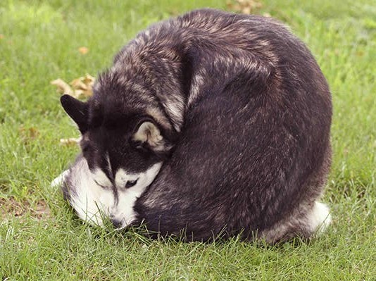 狗狗为什么会蹭屁股?原因有三千万别忽视