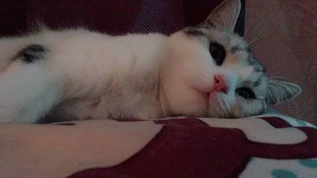 本来我们一本正经的坐着,被我亲了一口之后整个猫都傻了