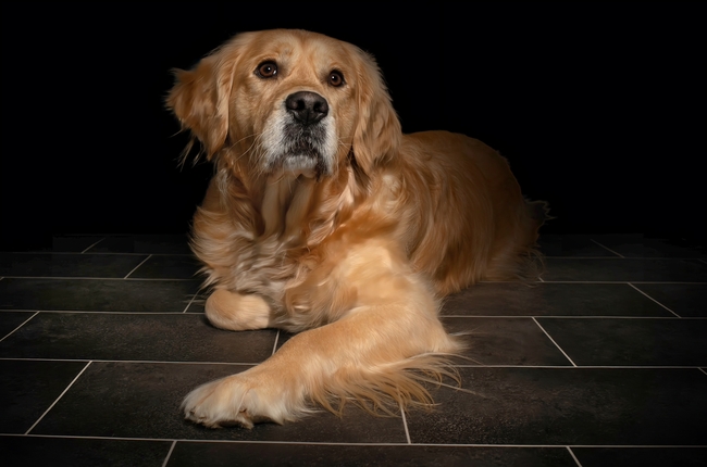 年迈的金毛猎犬图片