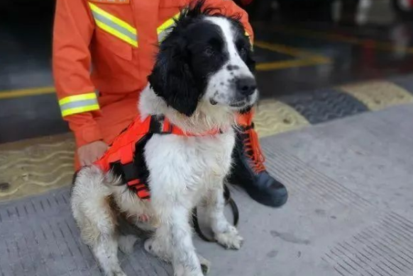 14岁狗狗去宠物店洗澡,得知狗身份后...