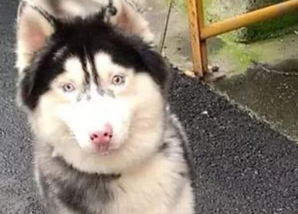 送二哈去宠物店洗澡,再去接时却掉色了:这是用“84”洗的吧?