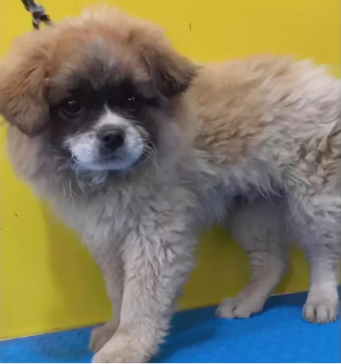 正确的狗狗洗澡姿势来啦!快给你家的毛孩子“翻翻新”~