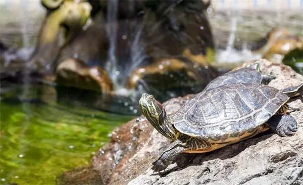 乌龟能晒太阳吗?乌龟晒太阳有哪些注意事项