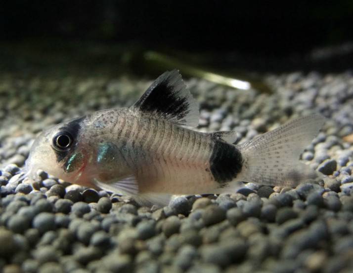饲养熊猫鼠可在水族箱中铺满小石子,犹如原始栖息地一般。熊猫鼠适合水草和沉木的水族箱,属于底层鱼。建议铺上细的暗色底砂以保护他们的触须。