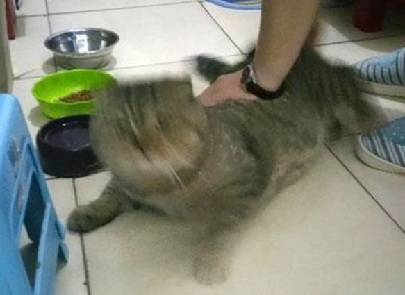 猫躲床下不出来,主人用零食引诱失败,只好拿出一个铁碗