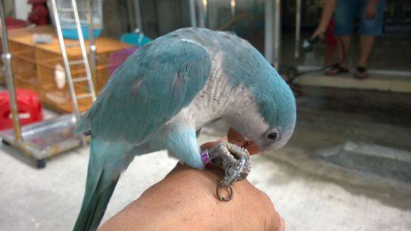 白和尚鹦鹉图片大全