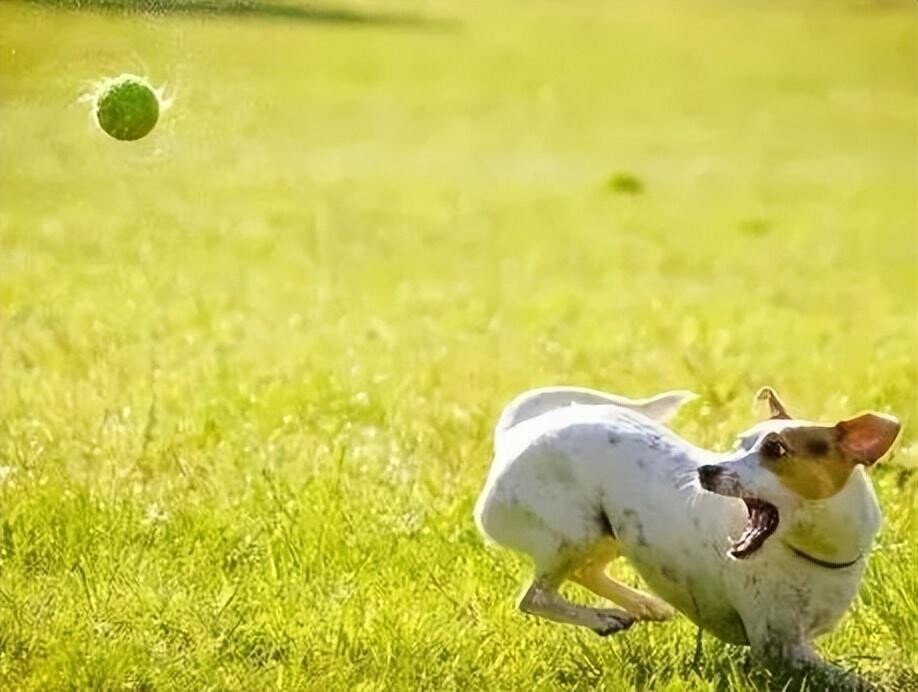 狗狗总是放臭屁是怎么回事？可能是肠胃出问题了！