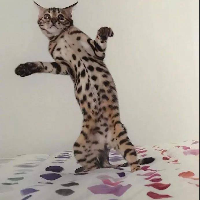 逗猫棒就像一把神奇的钥匙,总能帮你解锁猫咪的新舞姿……