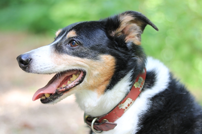 高清边境牧羊犬图片