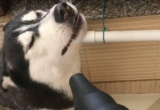 主人给二哈洗澡吹风, 二哈瞬间变成表情包, 二哈: 根本停不下来