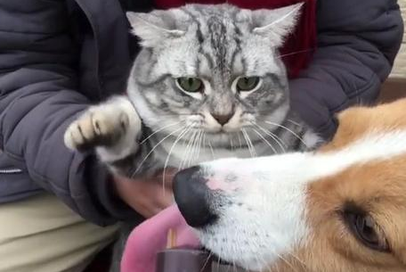 柯基偷吃猫咪的零食,小猫咪嫌弃的眼神让主人都笑了!