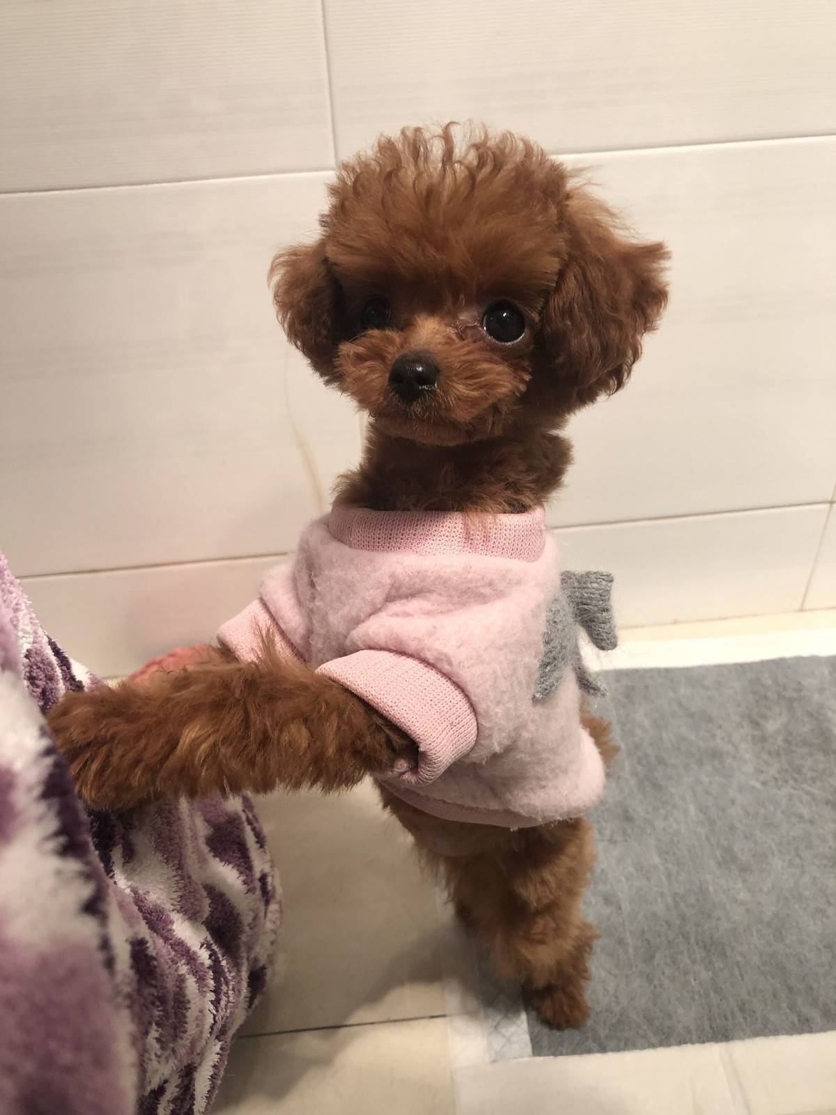 我的手机锁屏～ 萌出鼻血的泰迪……