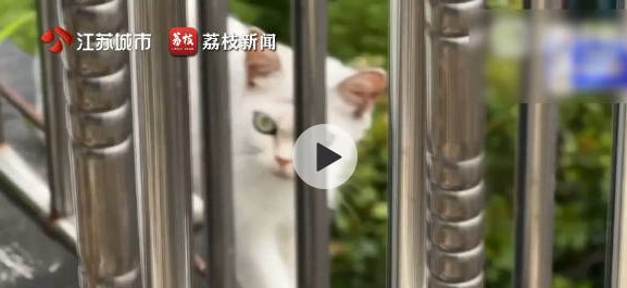 租客失联，五只猫殒命高楼！幸存白猫何去何从？