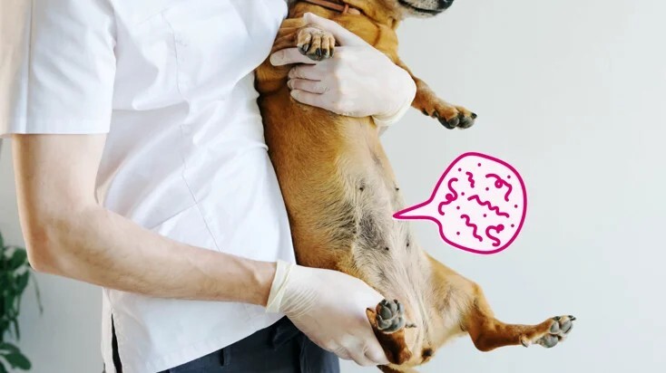 狗狗寄生虫:病因、症状和治疗方法