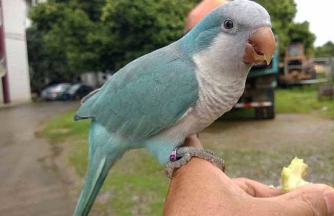 白和尚鹦鹉图片大全