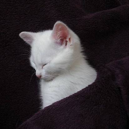 猫猫头像，看样子要睡觉了