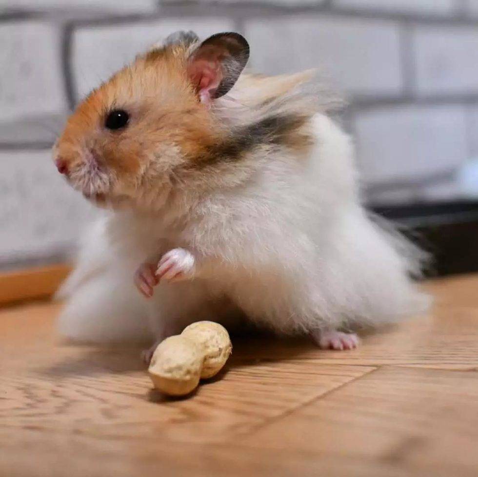 这是一场仓鼠与花生的决斗！