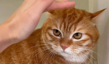 猫咪不让主人摸脑袋。网友:有的猫你只有抚养权没有使用权