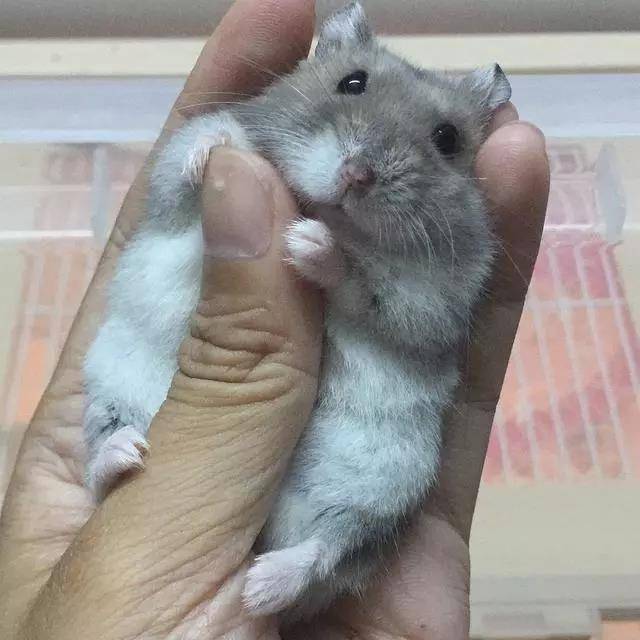 仓鼠：快松手！你不松手我就，我就，卖萌