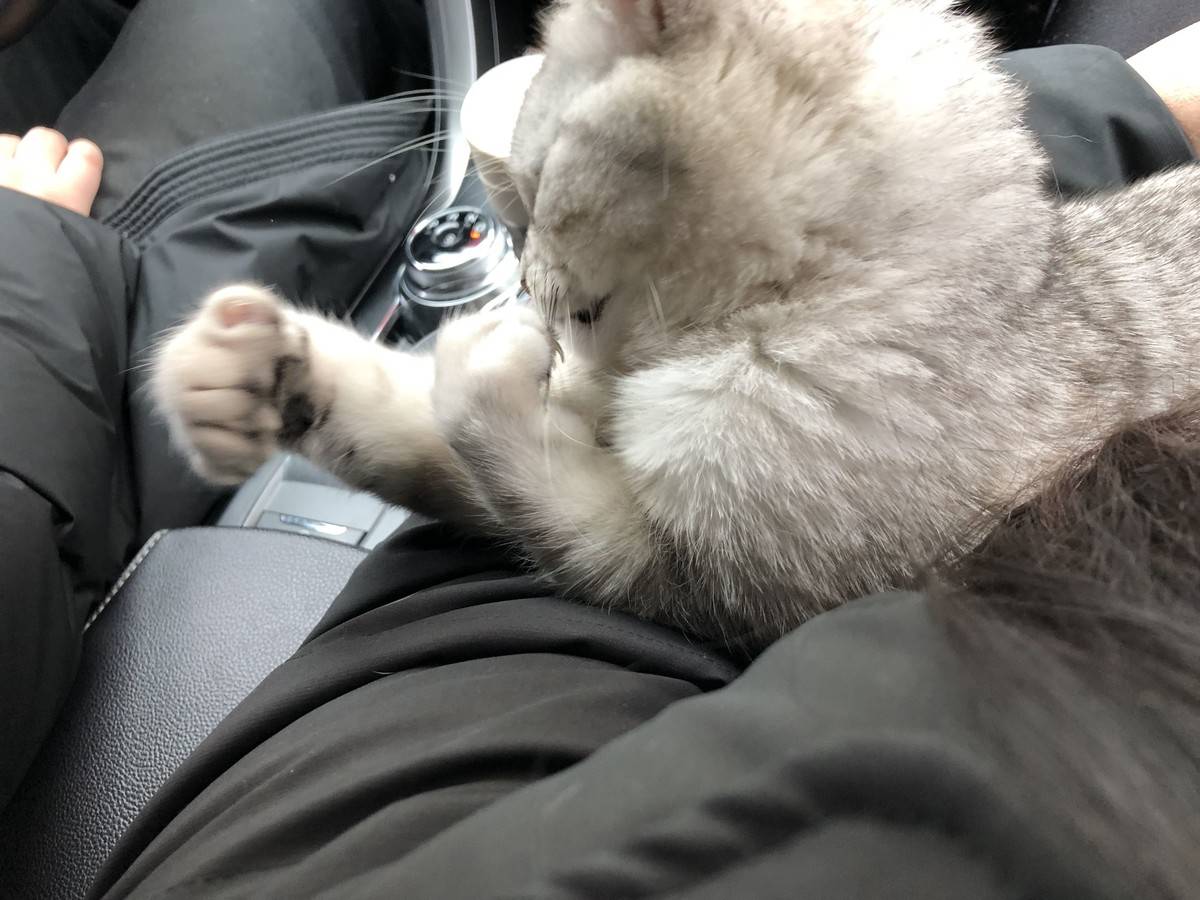 英国短毛猫饿到吃手手