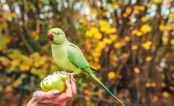 鹦鹉幼鸟饲养要注意些什么?怎么养好一只鹦鹉幼鸟