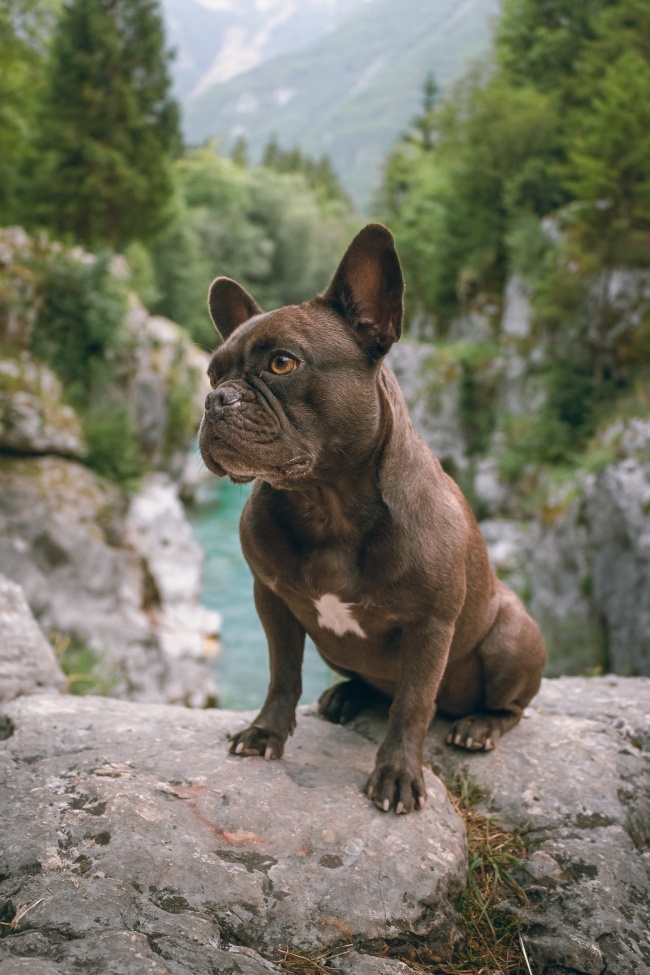 黑色小型斗牛犬图片