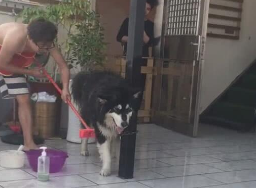主人给狗狗洗澡被龇牙,只能干洗,重点部位还得用扫帚洗!