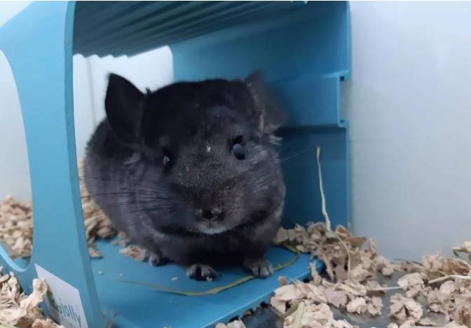 纯黑龙猫Homozygous Ebony Chinchilla,带有两对黑色对偶基因的龙猫被称为Homozygous Ebony(纯黑色),它们完全不带其它颜色的杂毛,黑到连眼睛都找不到在哪里,而毛质有明显的闪亮的光泽。纯黑色比全黑色珍贵很多,而Charoal则是另一纯黑的称呼,解作黑炭色,同是很黑的龙猫的名称,和纯黑相似,但明显分别是黑炭的毛没有明显的闪亮的光泽。