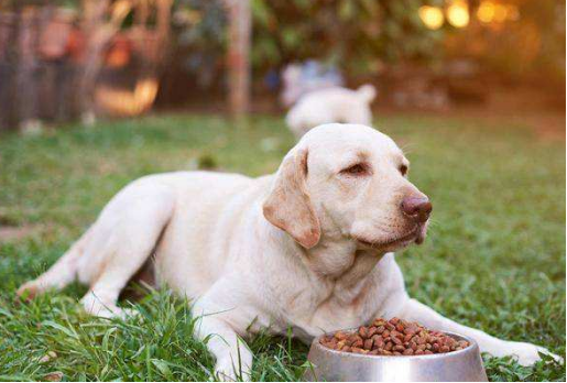 正确的狗狗洗澡姿势来啦!快给你家的毛孩子“翻翻新”~