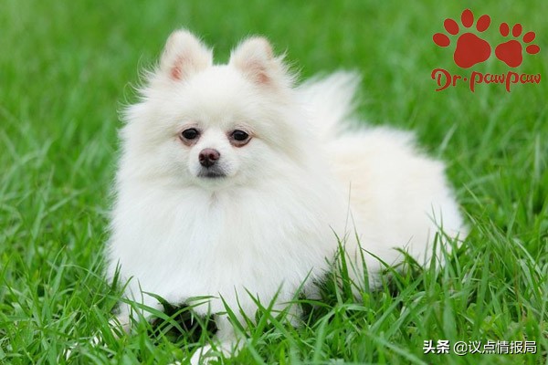 狗狗食物过敏性皮炎处理办法(食物过敏性皮炎的症状)