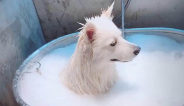 萨摩耶洗澡,主人:金箍戴上之后你再也不是个“凡人”