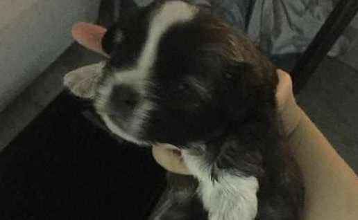 闺蜜带流浪狗去洗澡,听到老板的话她心都碎了,女孩因此捡了个漏