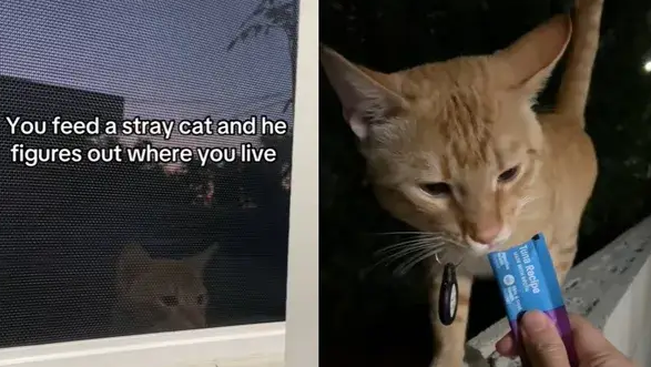 加州女子好心喂食流浪猫,不料它找上门来,结局却让人笑翻