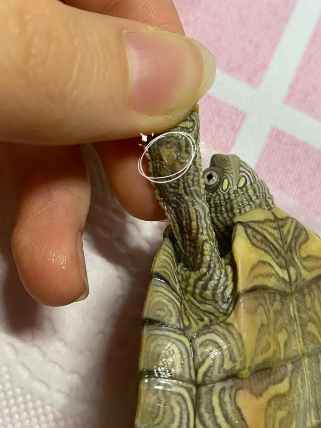 乌龟腐皮如何处理？聊一下简单且稳妥的处理方法