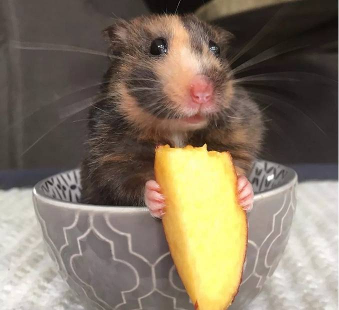 让这只小仓鼠看起来有点丑、又有点萌。