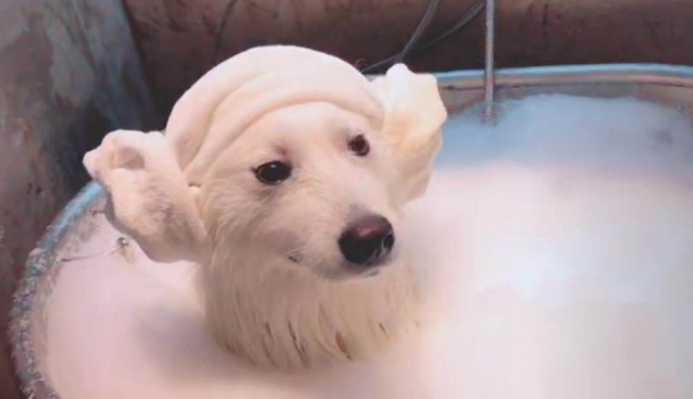 萨摩耶洗澡,主人:金箍戴上之后你再也不是个“凡人”