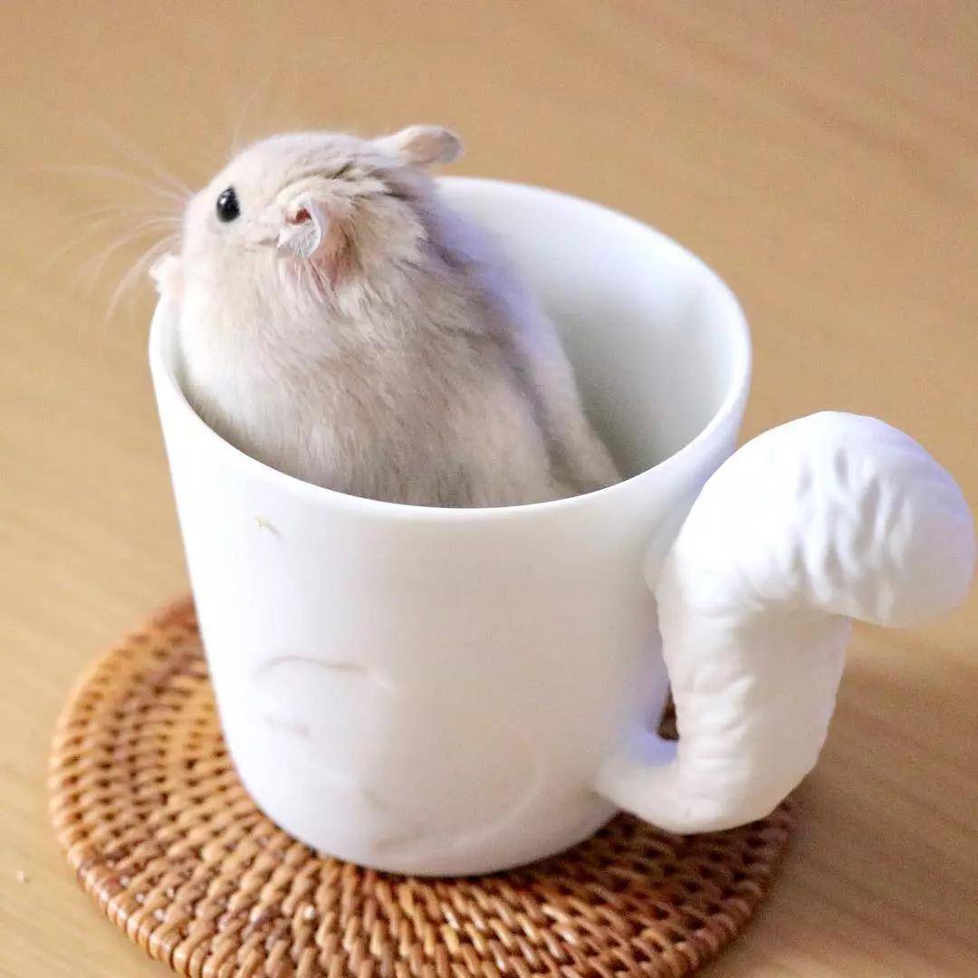 一只超级圆的小仓鼠