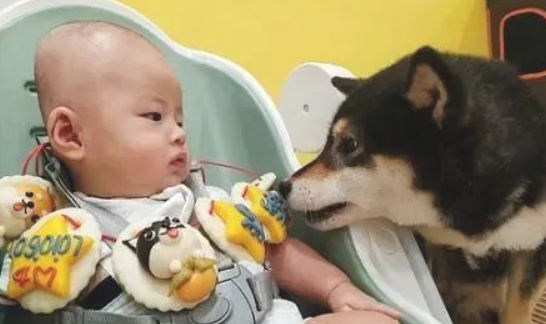 柴犬抢去宝宝零食，宝宝不仅没生气，反倒做出闹心行为
